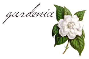 Versitia Script Font Review for Editorial Design